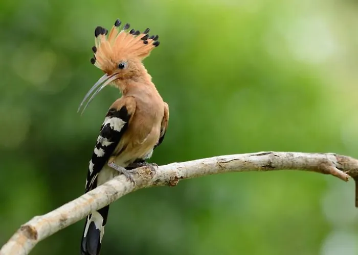 Moulin De Rochoux - Puy Du Fou Dom wakacyjny Saint-Clementin